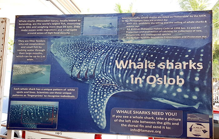 Whale sharks in oslob