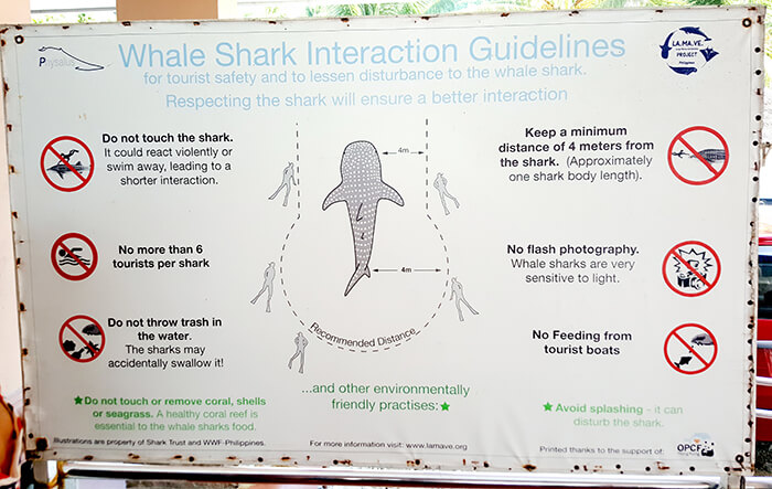 oslob鯨鯊-賞鯨規則
