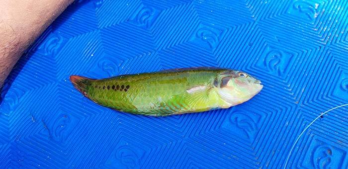 宿霧釣魚, 宿霧旅遊行程, 跳島行程