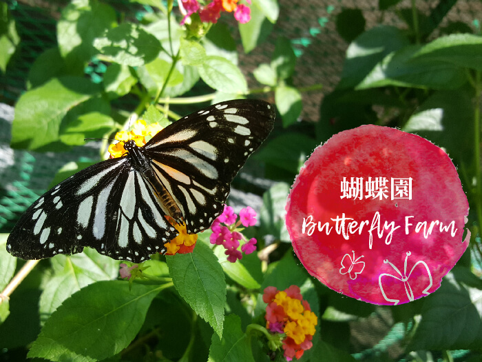 蝴蝶園, Butterfly Farm, 薄荷島旅遊景點推薦