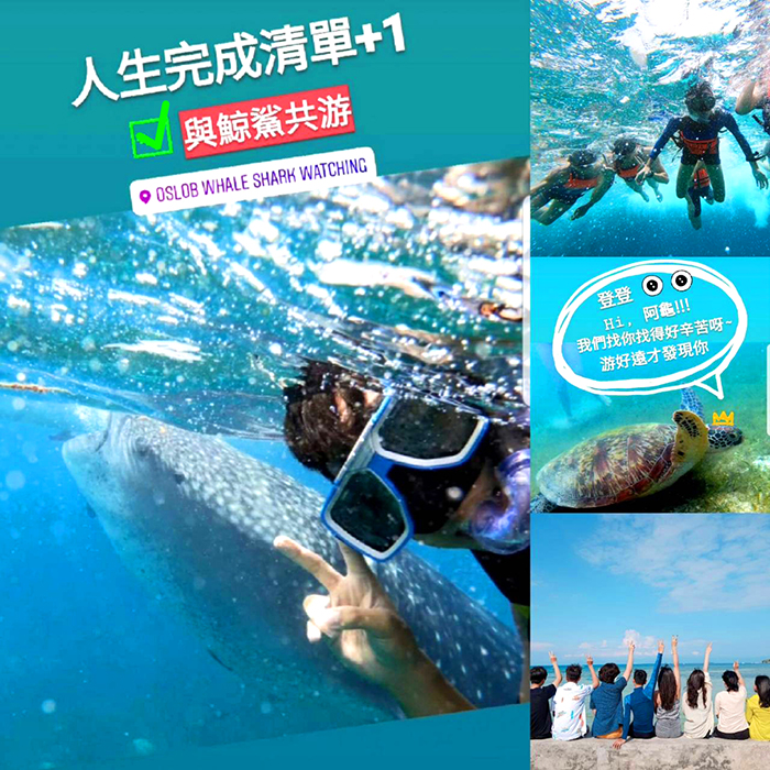 宿霧夢想清單, 歐斯陸與鯨鯊共游, 海龜, 墨寶旅行