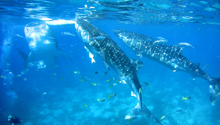 菲律賓看鯨鯊, 遊學團行程, 旅遊行程安排, 奧斯陸, 鯨鯊