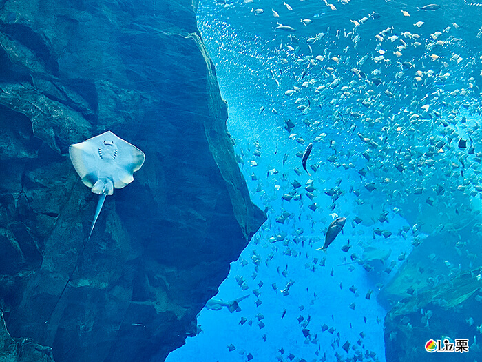 xpark微笑缸魚,海底世界,水族館