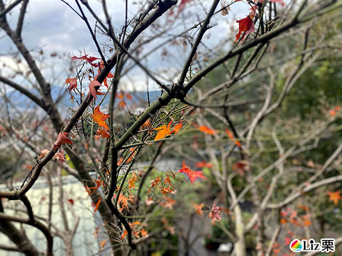 楓葉樹,北投賞楓