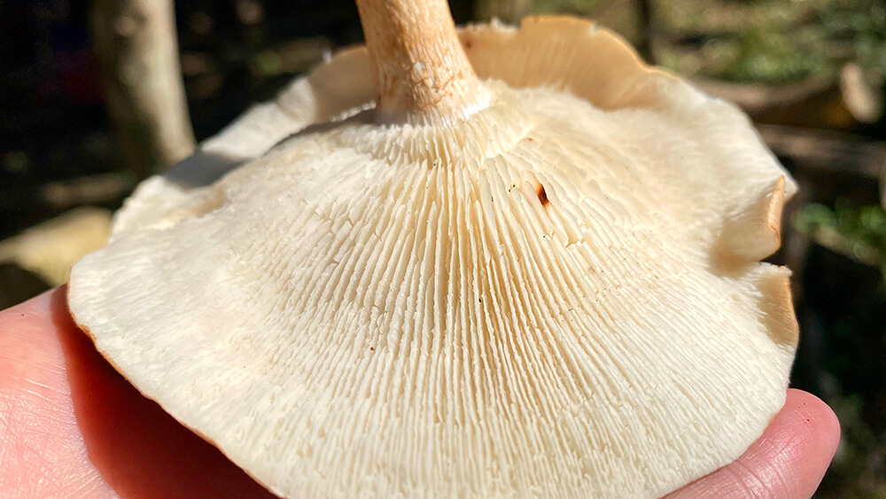 椴木香菇