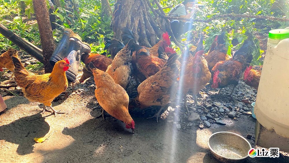 放山雞,中興紅羽雞預定