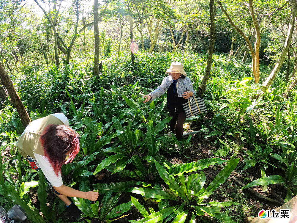 屏東東源,排灣部落
