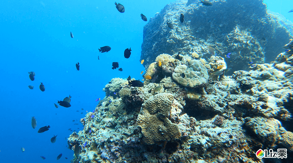 珊瑚礁浮潛
