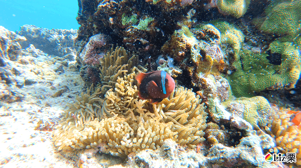 珊瑚礁浮潛,尼莫,熱帶魚群