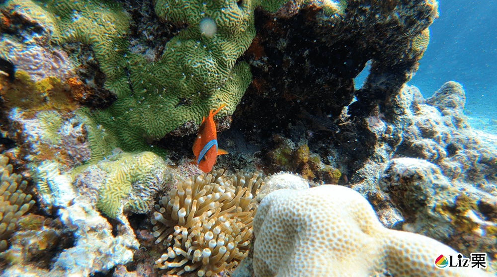 珊瑚礁浮潛,尼莫,熱帶魚群