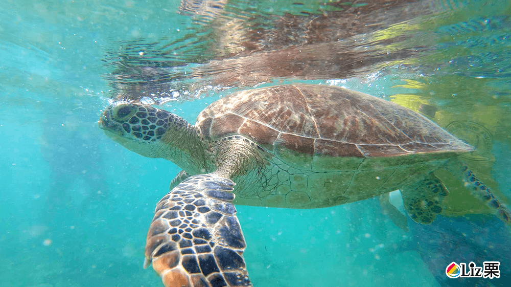 Moalboal, Sea Turtles Snorkelling Zone