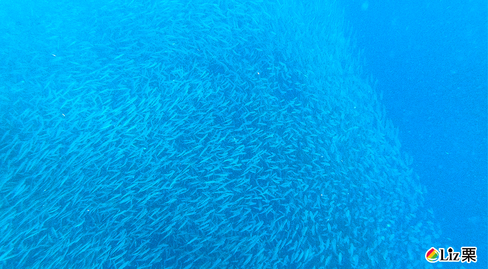 墨寶沙丁魚風暴,潛水