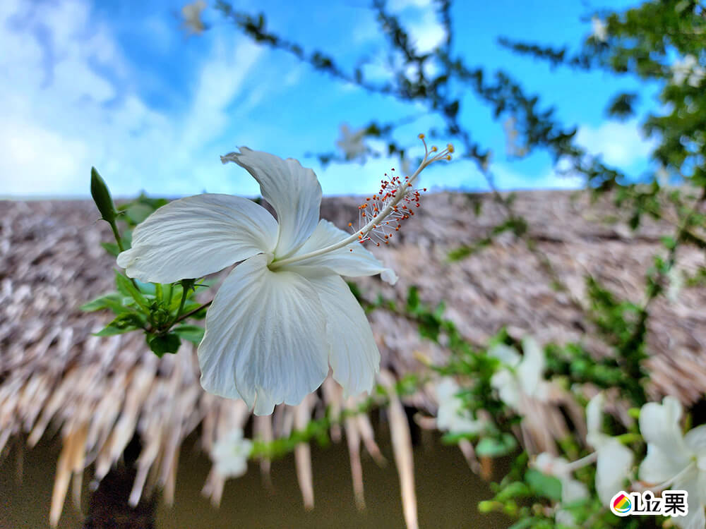 Tepanee Beach Resort 22 Tepanee園區植物